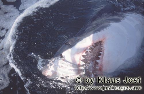 Weißer Hai/Great White Shark/Carcharodon carcharias        Großer Weiße Hai und seine Zaehne  