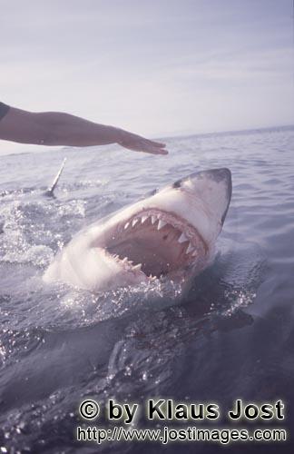 Weißer Hai/Great White Shark/Carcharodon carcharias        Weißer Hai mit geoeffnetem Maul an der 