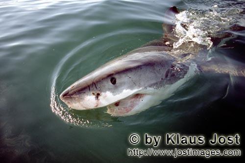 Weißer Hai/Great White Shark/Carcharodon carcharias        Er verbreitet Faszination und Angst zugl
