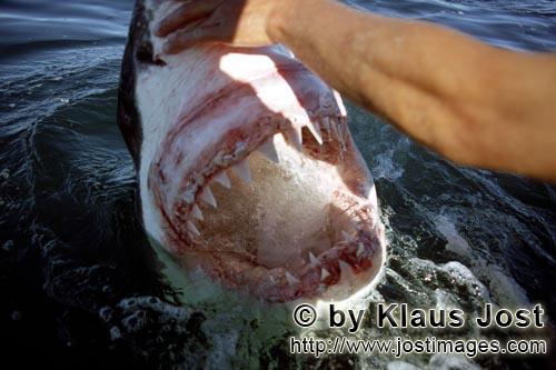 Weißer Hai/Great White Shark/Carcharodon carcharias        Gefuerchtet und beruechtigt: Das Maul de