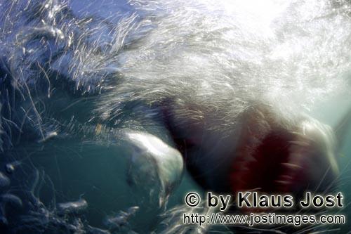 Weißer Hai/Great White shark/Carcharodon carcharias        Der Albtraum: Weißer Hai ein Schatten a