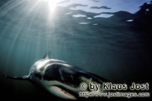 Weißer Hai/Great White shark/Carcharodon carcharias        Weißer Hai jagt in der Nähe von Geyser