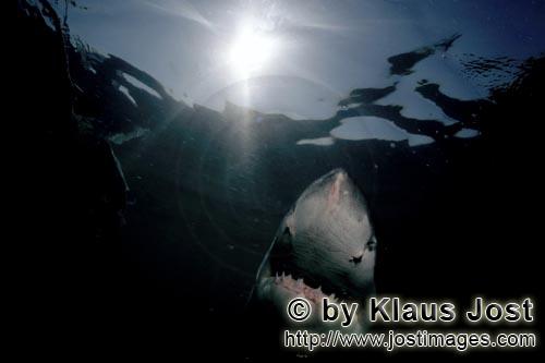 Weißer Hai/Great White shark/Carcharodon carcharias        Der Weiße Hai unterwegs zum Licht   