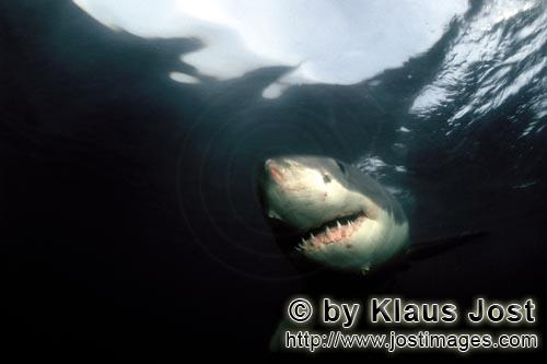 Weißer Hai/Great White shark/Carcharodon carcharias        Weißer Hai im dunklen Wasser         Ei