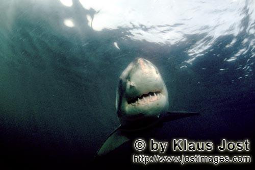 Weißer Hai/Great White shark/Carcharodon carcharias        Der Weiße Hai – eine perfekte Schoepf