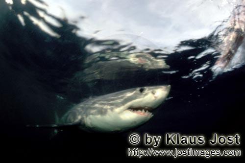 Weißer Hai/Great White shark/Carcharodon carcharias        Der Weiße Hai spielt eine Schlüsselrol