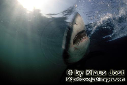 Weißer Hai/Great White shark/Carcharodon carcharias        Phantom der Tiefe - Weißer Hai         