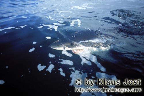 Weißer Hai/Great White shark/Carcharodon carcharias        Die Konturen des Weißen Hais verschwimm