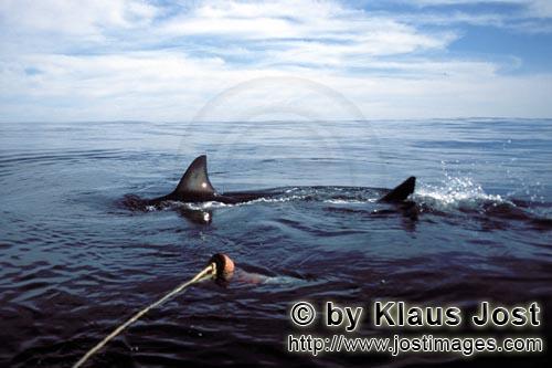Weißer Hai/Great White shark/Carcharodon carcharias        Weißer Hai umkreist den Fischkoeder