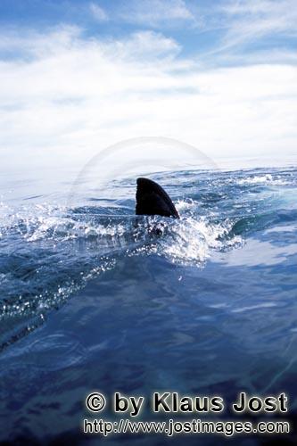 Weißer Hai/Great White shark/Carcharodon carcharias        Weiße Hai Rueckenflosse durchschneidet 