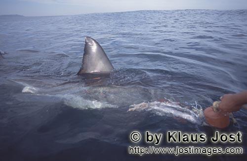 Weißer Hai/Great White shark/Carcharodon carcharias        Rueckenflosse Weißer Hai        In der 