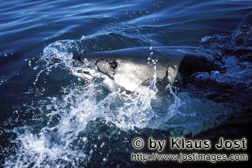 Weißer Hai/Great White shark/Carcharodon carcharias        Tiefblaues Auge des Weißen Hais        
