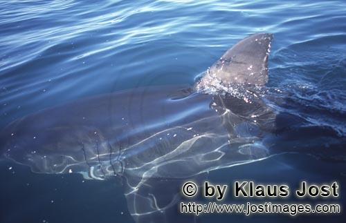 Weißer Hai/Great White shark/Carcharodon carcharias        Weißer Hai Rueckenflosse        In der 