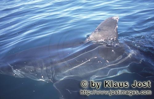 Weißer Hai/Great White shark/Carcharodon carcharias        Eindrucksvolle Weiße Hai Rueckenflosse<