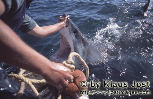 Weißer Hai/Great White shark/Carcharodon carcharias        Michael Rutzen beruehrt die Schnauzenspi