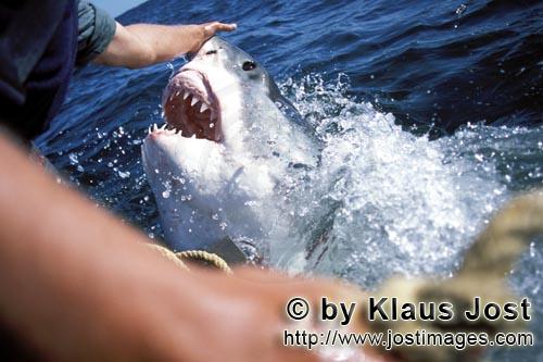 Weißer Hai/Great White Shark/Carcharodon carcharias        Aufgerissenes Haimaul - Michael Rutzen i