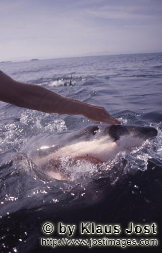 Weißer Hai/Great White Shark/Carcharodon carcharias        Gebannt schaut der Weiße Hai auf die au