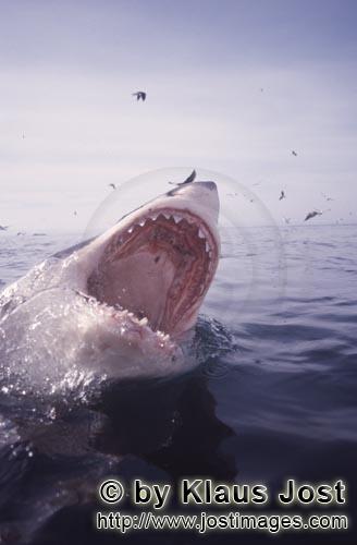 Weißer Hai/Great White Shark/Carcharodon carcharias        Weit offener Weißer Hai Rachen und Seev