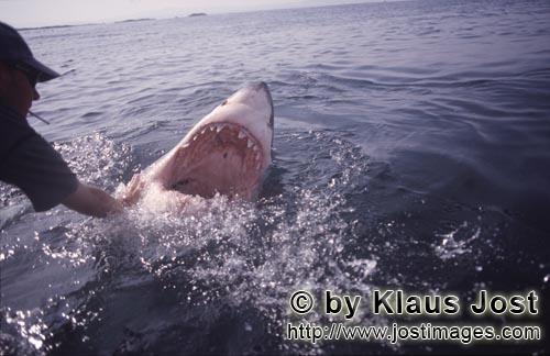 Weißer Hai/Great White Shark/Carcharodon carcharias        Das Maul des Weißen Haies ist eine gefa