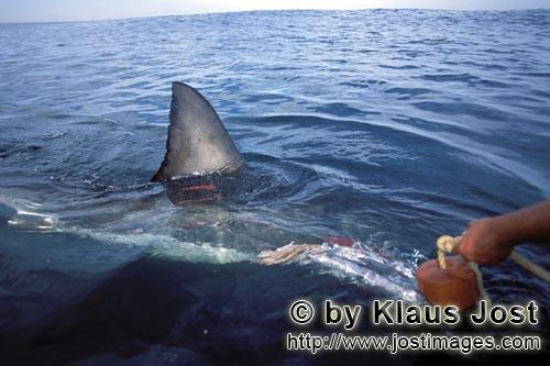 Weißer Hai/Great White Shark/Carcharodon carcharias        Weiße Hai Rueckenflosse direkt am Boot<
