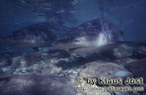 Bullenhai/Carcharhinus leucas        Zwei Bullenhaie im spaeten Nachmittagslicht        Zwei Bull