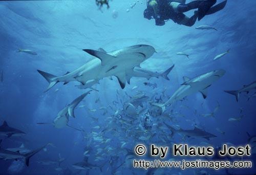 Karibischer Riffhaie/Caribbean Reef Sharks/Carcharhinus perezi    Schwarzspitzenhaie/Blacktip Sharks/