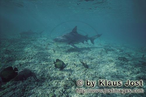 Bullenhai/Bull shark/Carcharhinus leucas    Zitronenhai/Lemon shark/Negaprion brevirostris        Bull