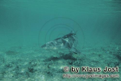 Zitronenhai/Lemon shark/Negaprion brevirostris        Zitronenhai über hellem Meeresboden        Ei