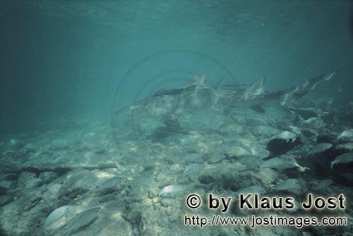 Zitronenhai/Lemon shark/Negaprion brevirostris        Zitronenhai knapp über dem Meeresgrund      