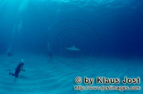 Schwarzspitzenhai/Blacktip shark/Carcharhinus limbatus        Taucher beobachten einen Schwarzspitze