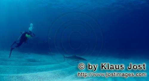 Karibischer Riffhai/Caribbean reef shark/Carcharhinus perezi        Karibischer Riffhai und Taucher<