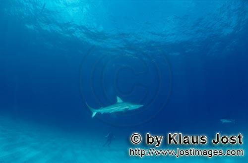 Schwarzspitzenhai/Blacktip shark/Carcharhinus limbatus        Ein Schwarzspitzenhai schwimmt an eine