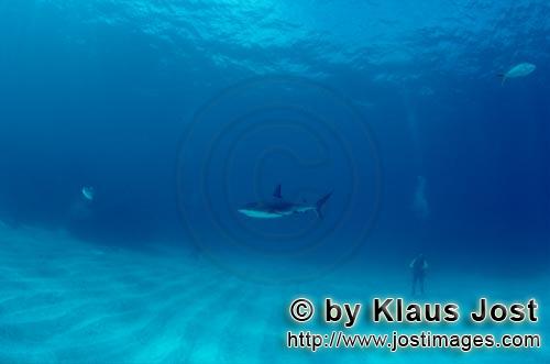 Schwarzspitzenhai/Blacktip shark/Carcharhinus limbatus        Taucher beobachtet vorbeischwimmenden 