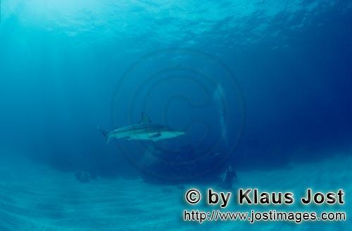 Schwarzspitzenhai/Blacktip shark/Carcharhinus limbatus        Schwarzspitzenhai auf Erkundung ueber 