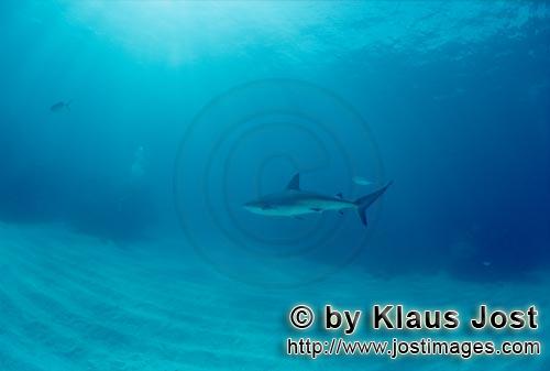 Karibischer Riffhai/Caribbean reef shark/Carcharhinus perezi        Karibischer Riffhai naehert sich