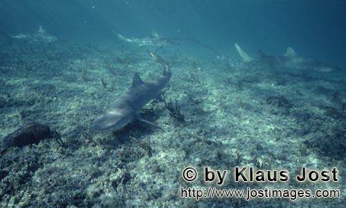 Zitronenhai/Lemonl shark/Negaprion brevirostris        Zitronenhai und Bullenhaie am Sharkpoint  