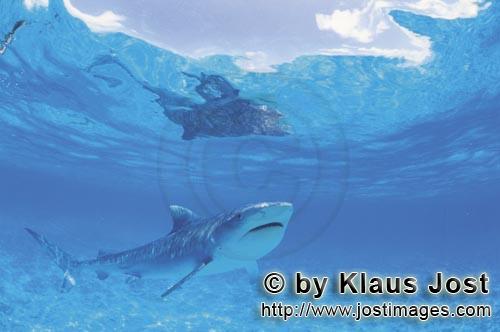 Tigerhai/Tiger shark/Galeocerdo cuvier        Faszination Tigerhai         Viele Albatrosse schwimme