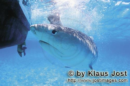 Tigerhai/Tiger shark/Galeocerdo cuvier        Das Auge des Tigerhais        Der Tigerhai ist 