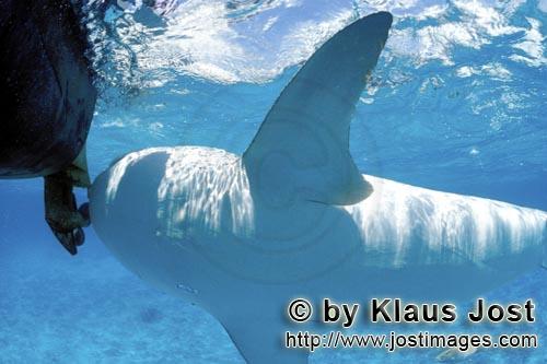 Tigerhai/Tiger shark/Galeocerdo cuvier        Tigerhai Unterseite        Viele Albatrosse schwimmen 