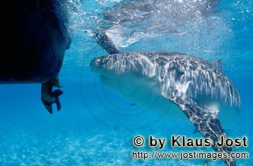 Tigerhai/Tiger shark/Galeocerdo cuvieri        Tigerhai interessiert sich fuer unser Boot        Vie