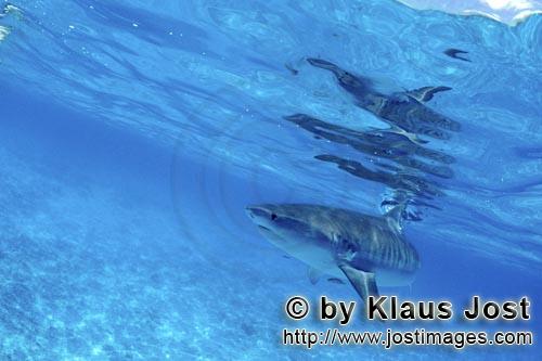 Tigerhai/Tiger shark/Galeocerdo cuvier        Tigerhai auf Nahrungssuche         Viele Albatrosse s