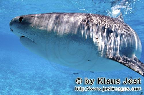 Tigerhai/Tiger shark/Galeocerdo cuvier        Ein Tigerhai dreht ab         Viele Albatrosse schwim
