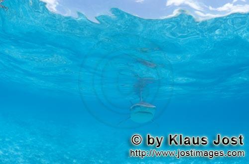 Tigerhai/Tiger shark/Galeocerdo cuvier        Meeresjaeger Tigerhai        Viele Albatrosse schwimme