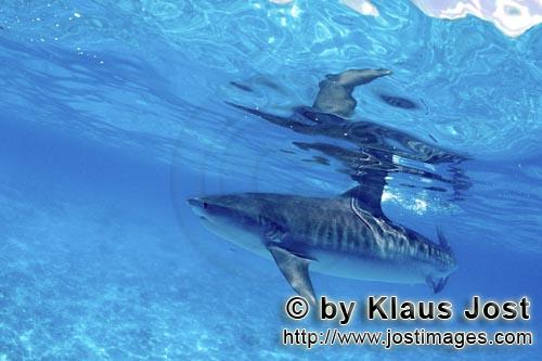 Tigerhai/Tiger shark/Galeocerdo cuvier        Tigerhai gleitet durch das Wasser         Viele Albatr