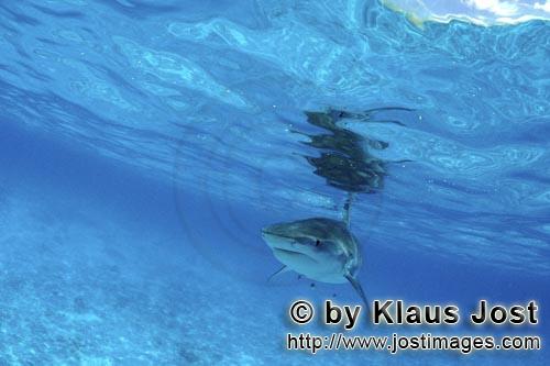 Tigerhai/Tiger shark/Galeocerdo cuvier        Tigerhai        Viele Albatrosse schwimmen in der ries