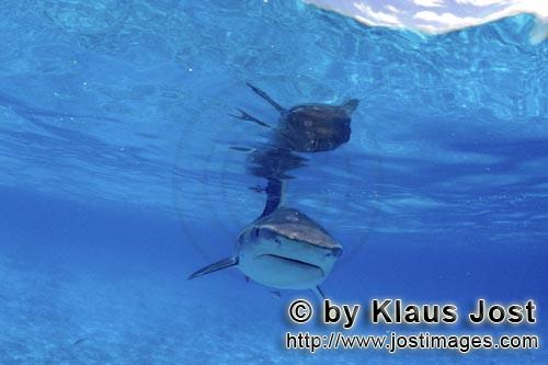 Tigerhai/Tiger shark/Galeocerdo cuvier        Direkte Begegnung mit dem Tigerhai        Viele Albatr