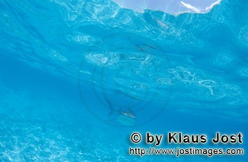 Tigerhai/Tiger shark/Galeocerdo cuvier        Voller Interesse kommt der Tigerhai naeher        Viel