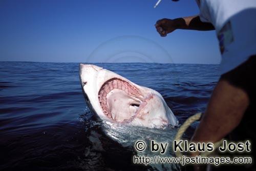 Weißer Hai/Great White Shark/Carcharodon carcharias        Weißer Hai hat seinen Rachen weit aufge