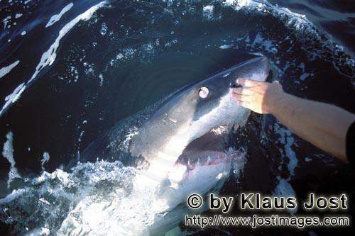 Weißer Hai/Great White Shark/Carcharodon carcharias        Weißer Hai dreht sein Auge nach hinten 