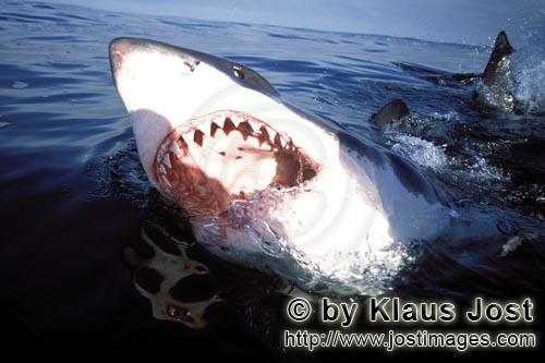 Weißer Hai/Great White Shark/Carcharodon carcharias        Ein weißer hai mit offenem Maul an der 